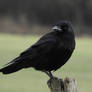 Corneille noire - Carrion crow - Corvus corone