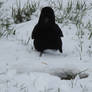 Corneille noire - Carrion crow - Corvus corone