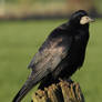 Corbeau freux - Rook - Corvus frugilegus