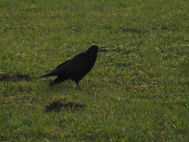 Corbeau freux - Rook - Corvus frugilegus