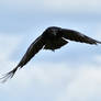 Corneille noire - Carrion crow - Corvus corone