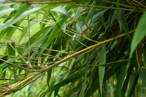 Bamboo - Bambou du Japon - Pseudosasa japonica