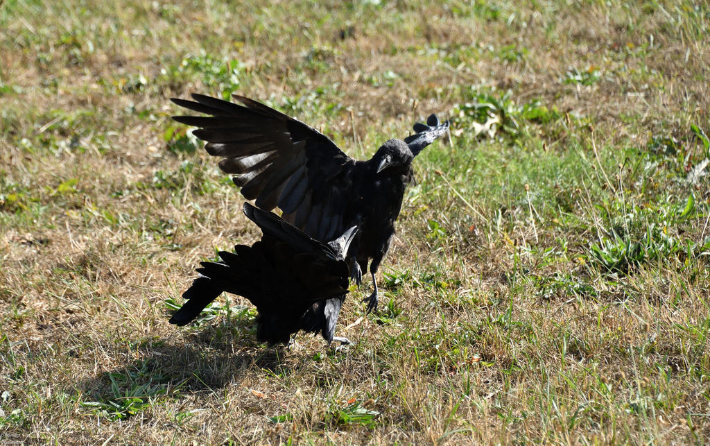 Rook and crow by ThomasHumbertRaven on DeviantArt