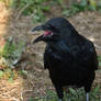 Corneille noire - Carrion crow - Corvus corone