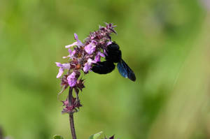 Abeille charpentiere - Carpenter bee - Xylocope