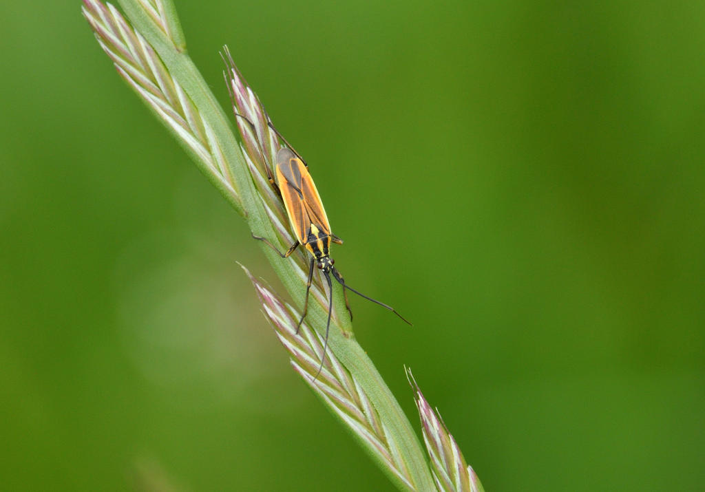 Insect by ThomasHumbertRaven on DeviantArt