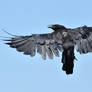 Corneille noire - Carrion crow - Corvus corone