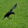 Crow fly.