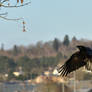 Corneille noire - Carrion crow - Corvus corone