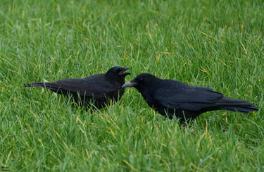 Crow juvenile and mature crow.