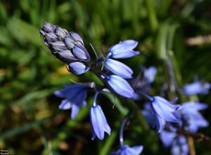 Jacinthes d'Espagne - Hyacinth