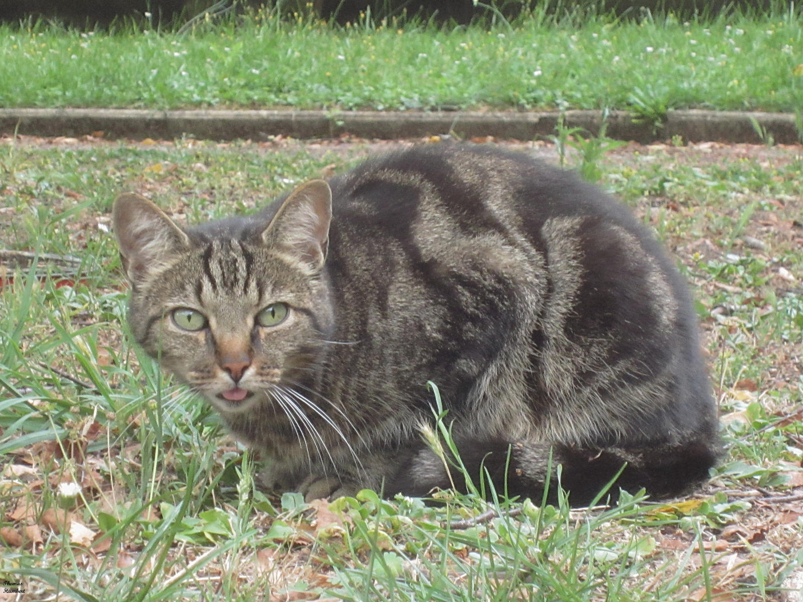 Hum Cat Surprised cat. by ThomasHumbert on DeviantArt
