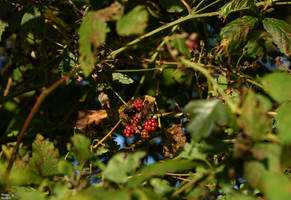 The wild blackberry.