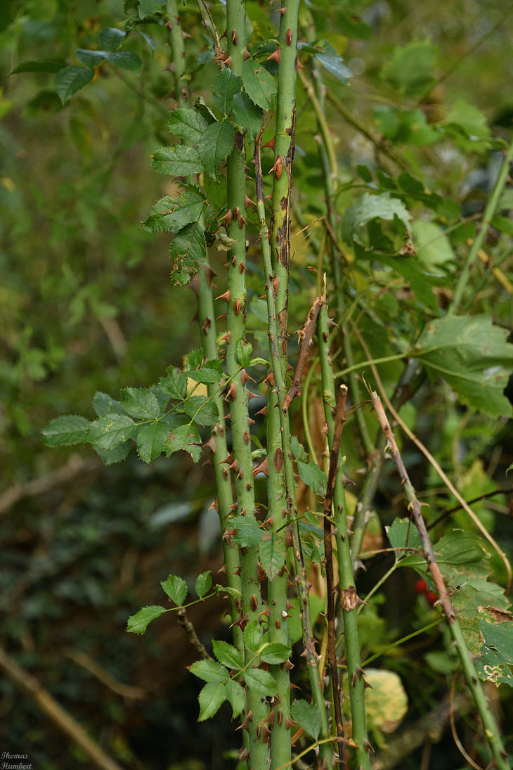 Entangled Brambles The brambles. by ThomasHumbert on DeviantArt