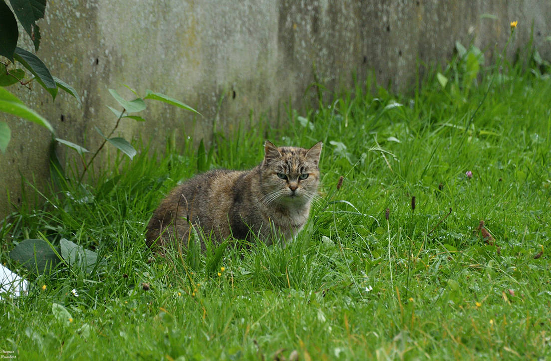 Hum Cat A cat. by ThomasHumbert on DeviantArt