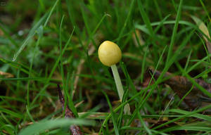 Mushroom.