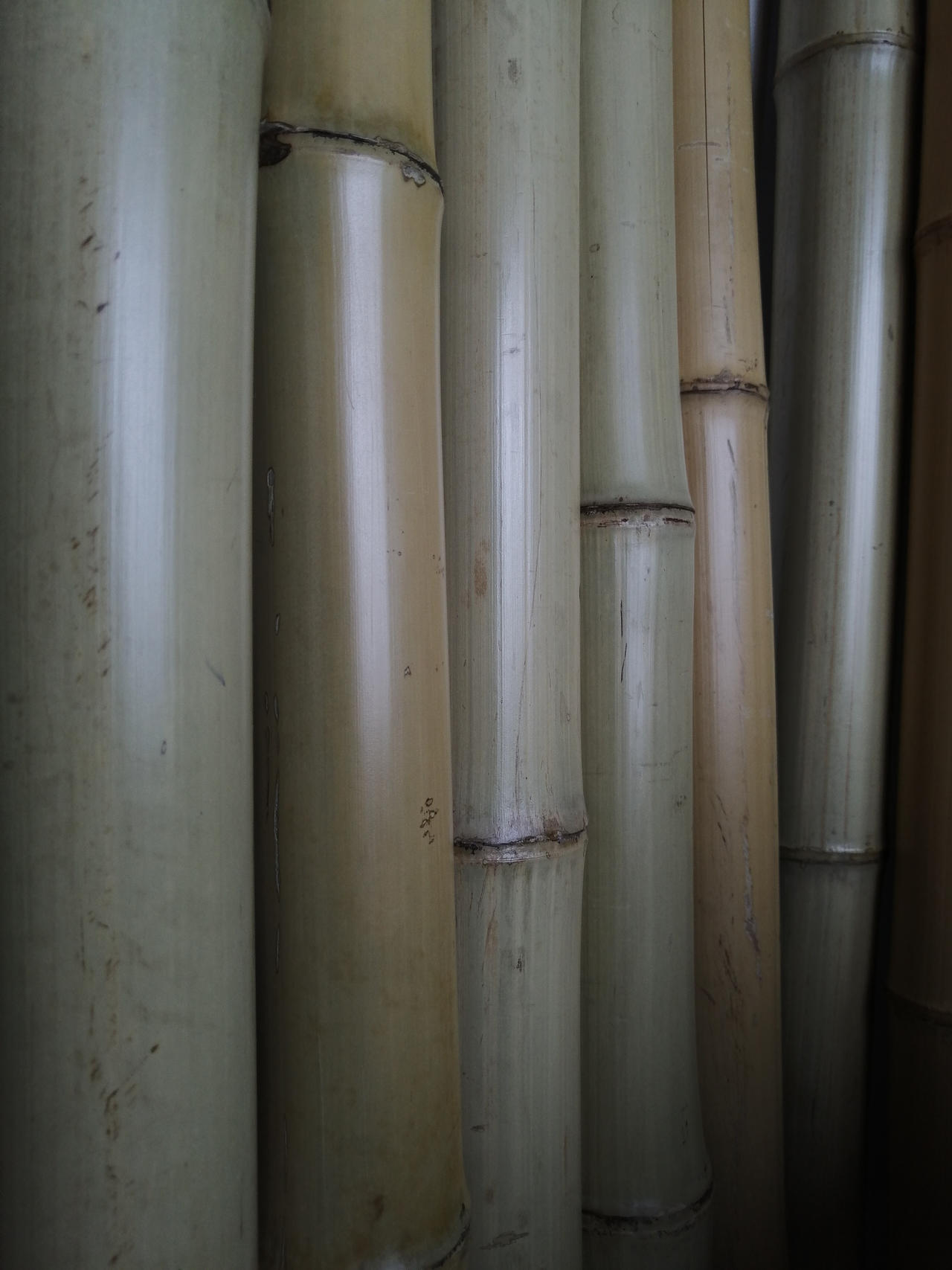 Bambo Color Bamboo colors. by ThomasHumbert on DeviantArt