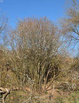 Trees