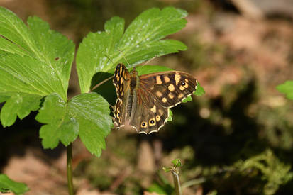 Pararge aegeria.