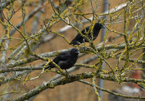 Juvenile crows.