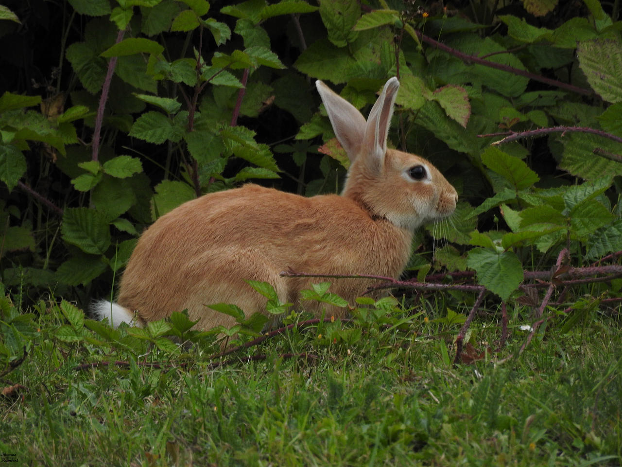 A curious rabbit. Old photo (2019) by ThomasHumbert on DeviantArt