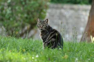 Why are you photographing me ?