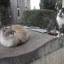 Two cats that ignore me.