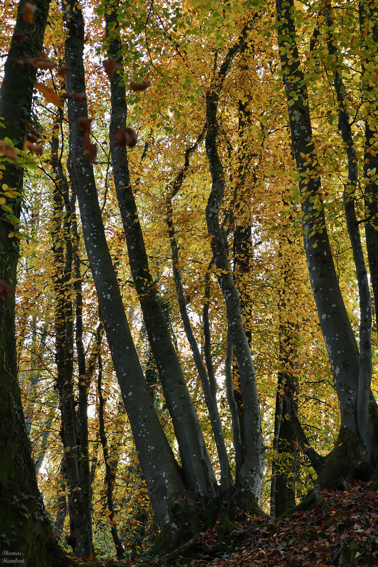 Tree Render Deviantart Trees. by ThomasHumbert on DeviantArt