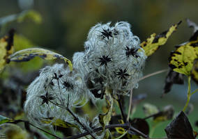 Clematis vitalba.