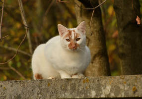 Cat on a wall.