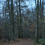 Alone in the forest.