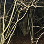 In the woods at night.