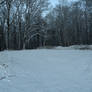 The forest under the snow.