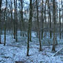 Winter in the forest.