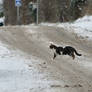 A cat walks in the snow.
