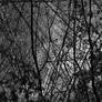 Trees in black and white.