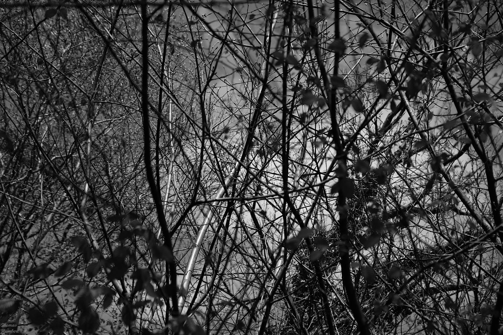 Trees in black and white.