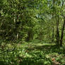 A path through the woods.