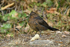 Blackbird female.