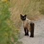 The cat has been spotted.