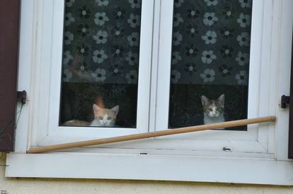 Two cats watching what's going on outside.