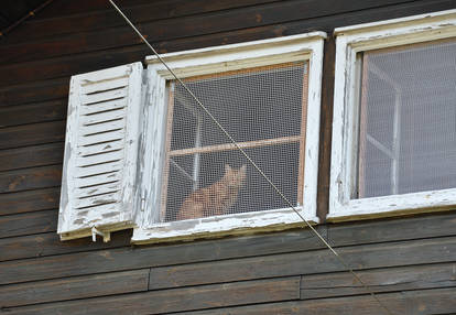 A cat that uses the fence to go unnoticed.