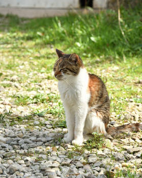 A cute cat that just sat there without moving.