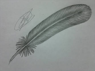 Feather attempt