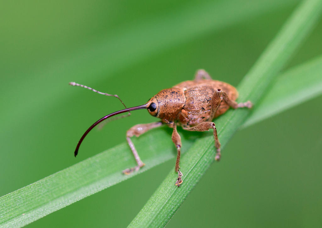 Acorn weevil