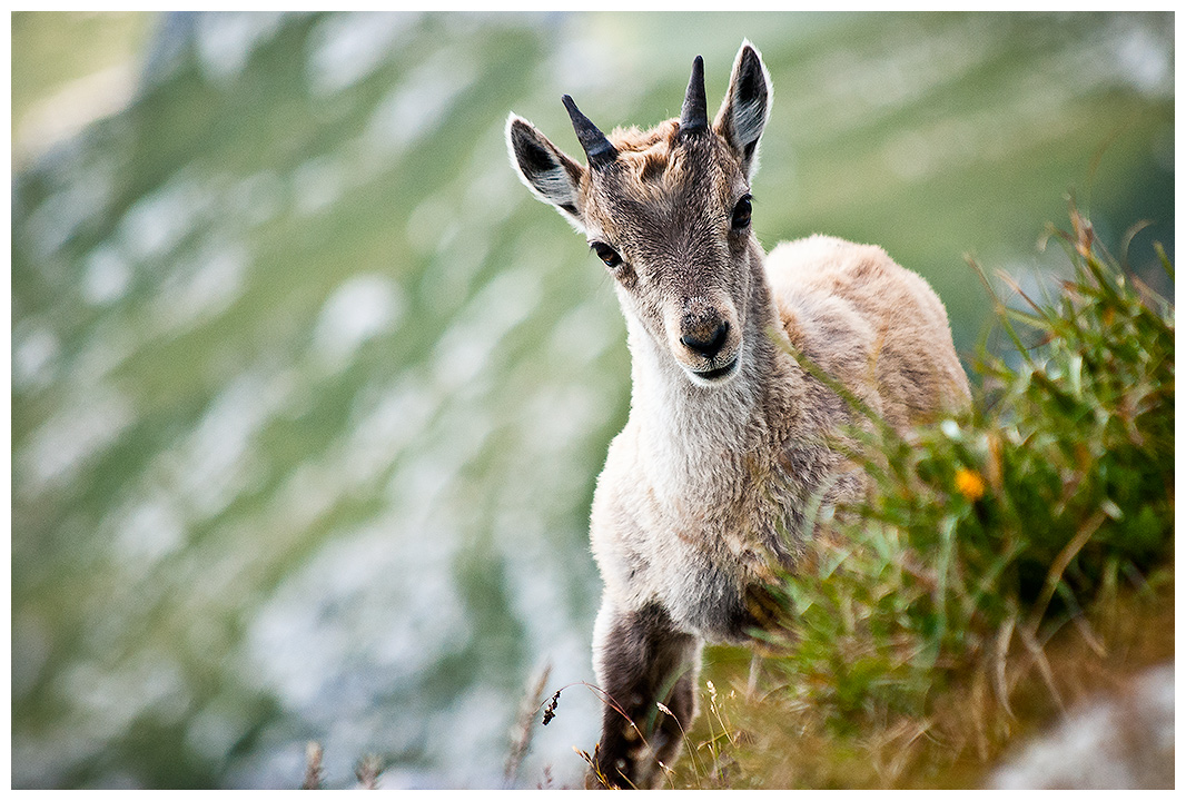 Ibex puppy