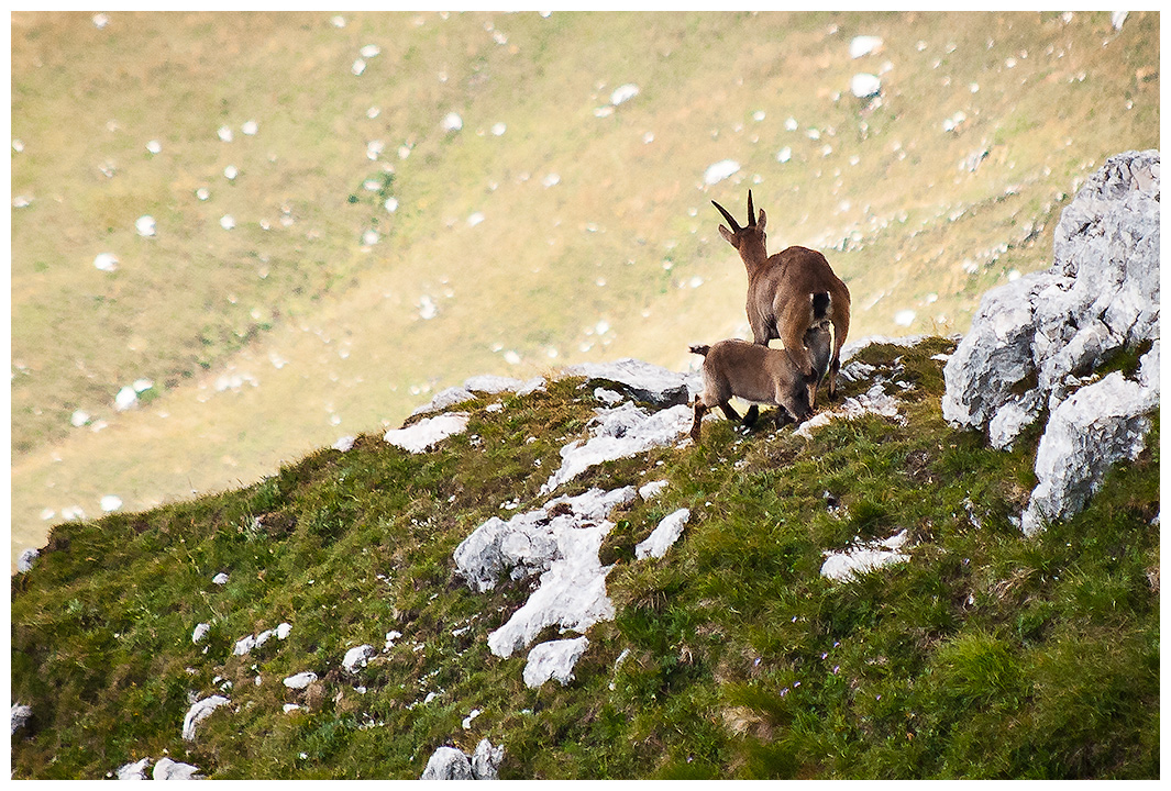 Another Ibex Puppy