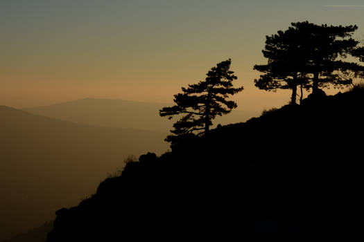 Trees silhouette at dusk