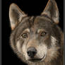 Wolf portrait