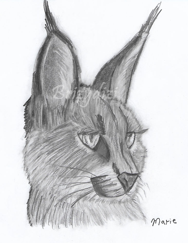 Caracal